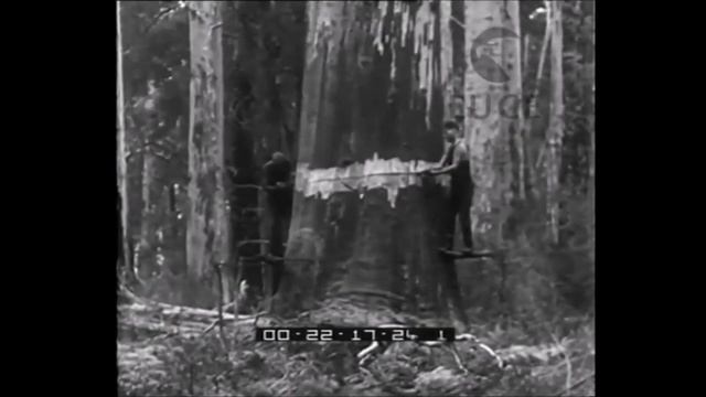 01 - ANTIQUARIA - Il Legno: Chimica-Fisica-Degrado смотреть онлайн