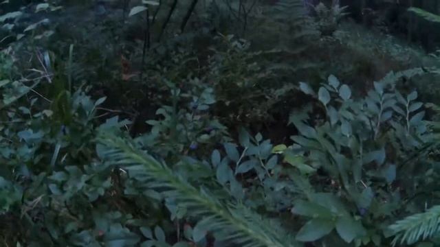 в лес за черникой и сбор ягод на даче. смотреть онлайн