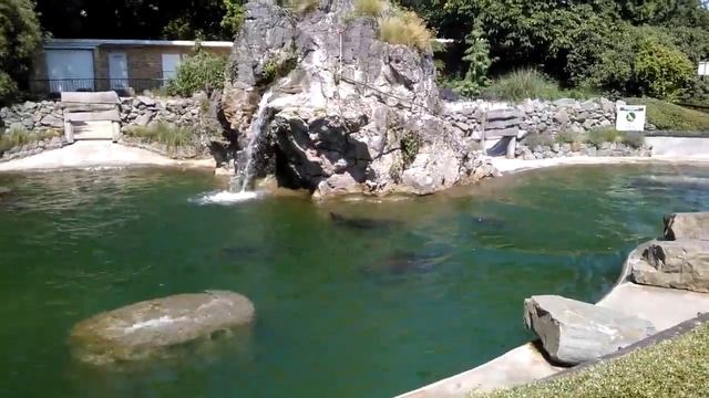 Морские котики, Зоопарк Кёльн смотреть онлайн