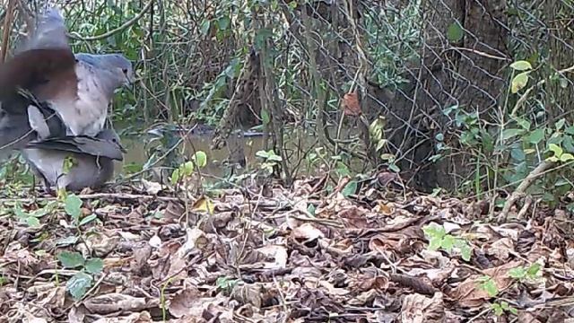 copula y danza Yeruti comun (Leptotila verreauxi) смотреть онлайн