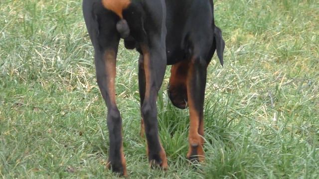 Doberman The Real OG смотреть онлайн