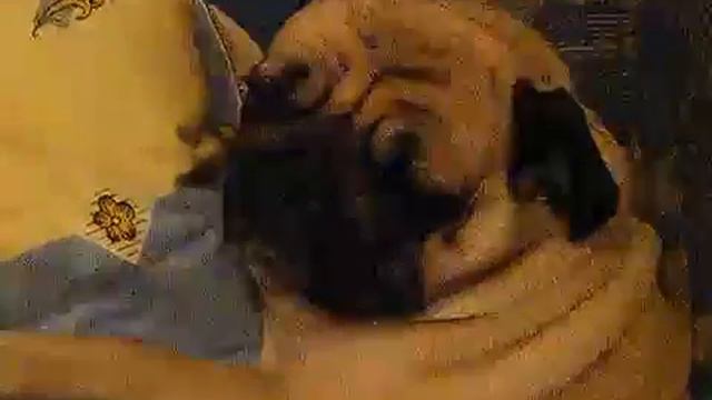 Мопс Шакира Чо надо И так сидя сплю!! смотреть онлайн