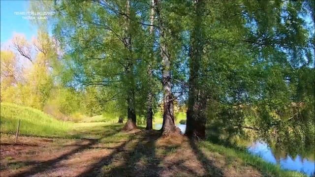 ПЕНИЕ ЗЯБЛИКА И ШУМ ВЕТРА В ВЕТКАХ БЕРЁЗЫ-ПРИРОДНЫЕ ЗВУКИ ПОМОГАЮТ ОБРЕСТИ СПОКОЙСТВИЕ И РАДОСТЬ