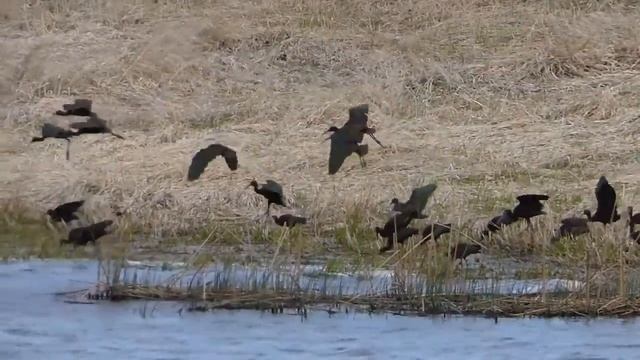 Ibises Flying смотреть онлайн