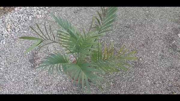 HOW to grow , plant & care for DYPSIS LUTESCENS plant ( Areca palm tree )