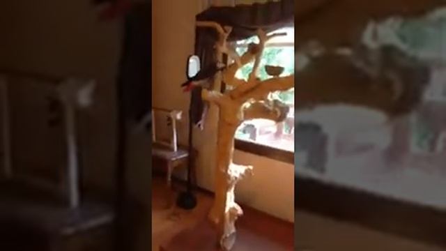 Java tree stand for parrots смотреть онлайн