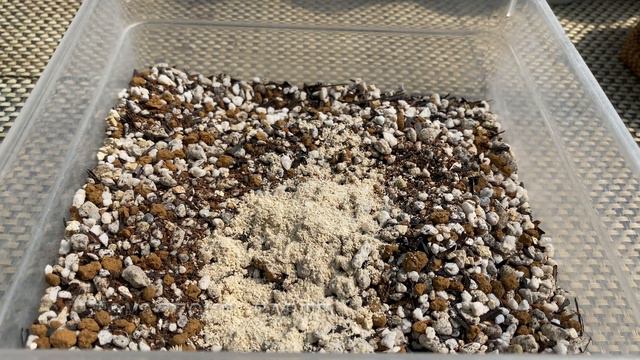 Making a Succulent Soilmix and Planting a Succulent | Relaxing Video смотреть онлайн