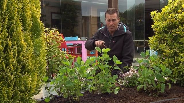 De Grote Tuinverbouwing Proven Winners® Deutzia Yuki Cherry Blossom® & Yuki Snowflake® (juni 2021) смотреть онлайн