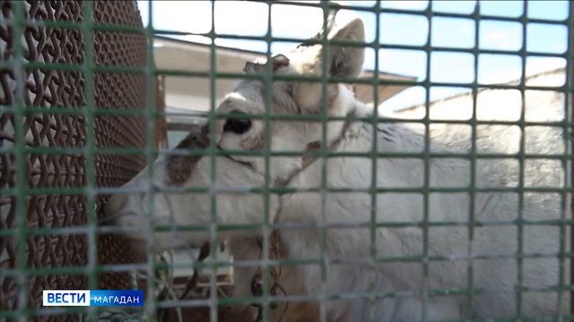 Двух оленей самолетом привезли в зоопарк магаданского фермера смотреть онлайн