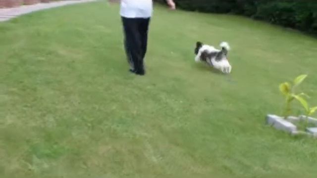LATIN LOVER solo per i tuoi occhi - male shih-tzu puppy смотреть онлайн