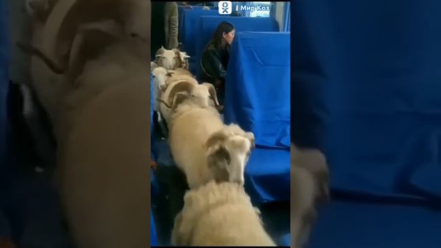 Бараны в поезде