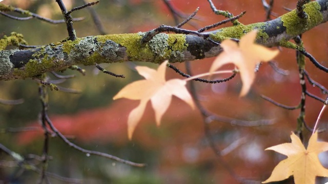 Осень золотая.