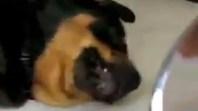 Бигль Vs Rott Смешное видео собаки смотреть онлайн