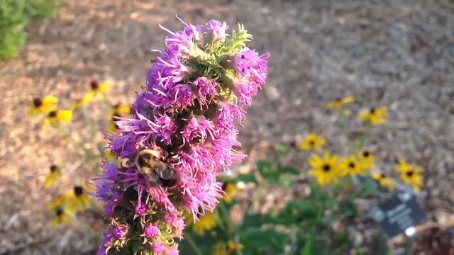Bee on liatris flower смотреть онлайн
