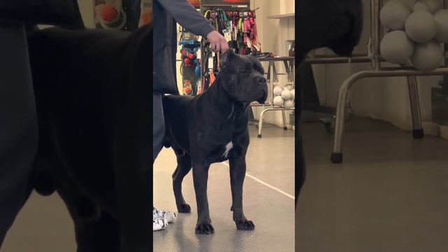 Сегодня у Талли фитнес ❤️#cane #tttt #canecorso #канекорсо #canecorsoitaliano #канекорсоитальяно смотреть онлайн