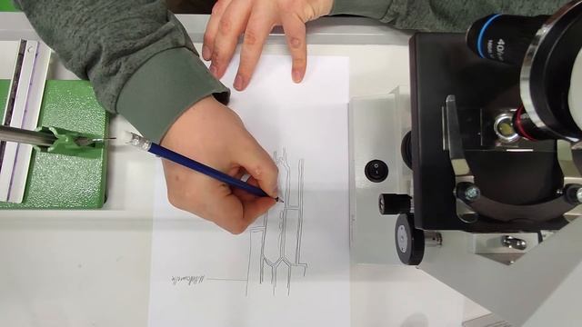 0003_Mikroskopische Zeichnung