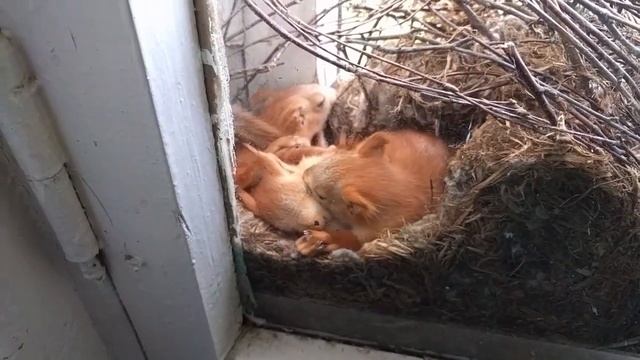 Белка устроила гнездо в омском доме творчества смотреть онлайн