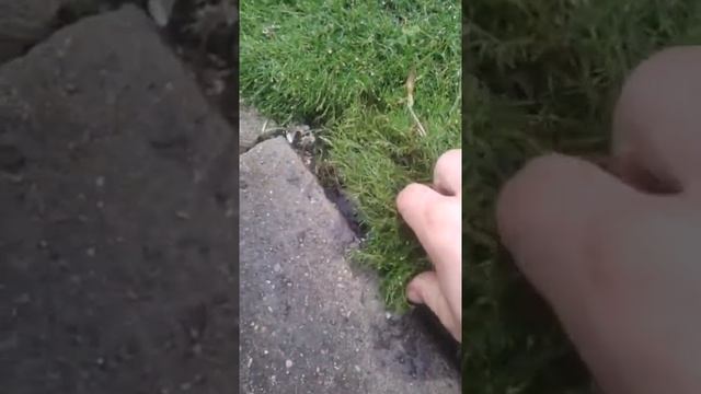 Кротоловка. Борьба с кротами, мышами, крысами смотреть онлайн