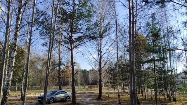 Очень жалко пилить ?? Особенно сосны. Куда приспособить несуразное дерево? ? смотреть онлайн