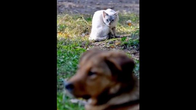 Мой Кошачий блюз смотреть онлайн