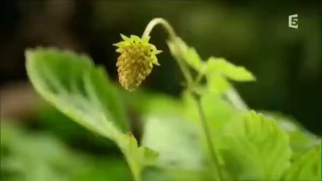 Природа, анимация смотреть онлайн