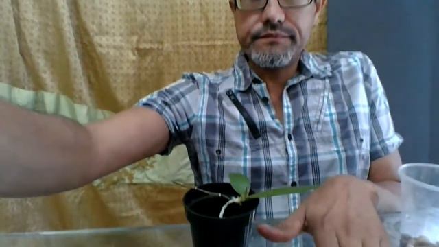 Repotting Keiki Phalaenopsis Intermedia