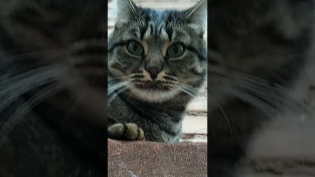 КОТ флексит под польскую музыку !!!!!! Слушай без наушников!!!!!!!! смотреть онлайн