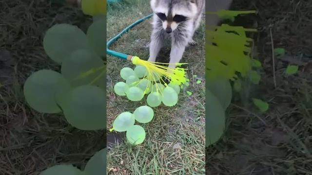 Смешные животные | Восхитительные коты и собаки 2022 #77 смотреть онлайн