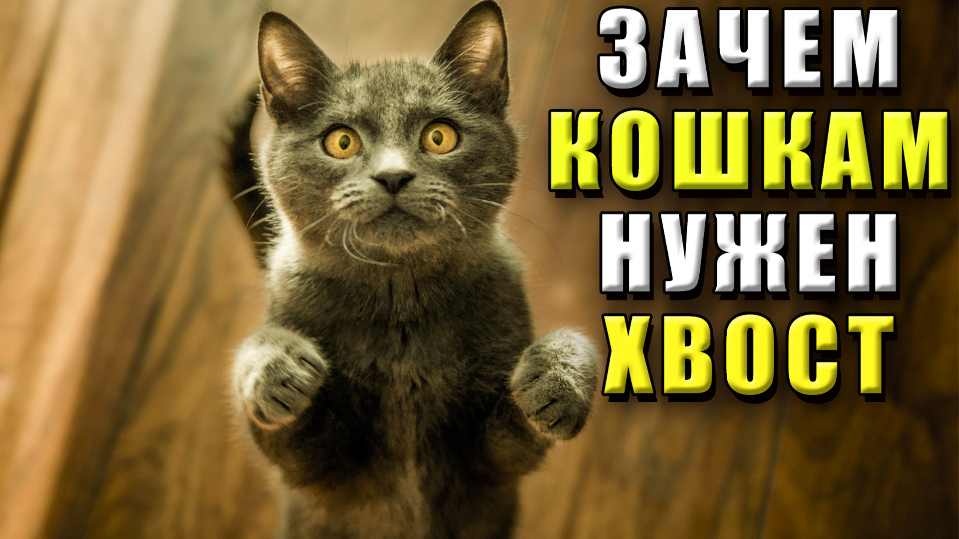 Зачем кошкам нужен хвост смотреть онлайн