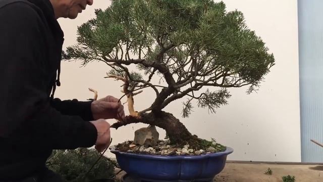 Обрезка и пересадка старого можжевельника в стиле бонсай | Питер Чан смотреть онлайн