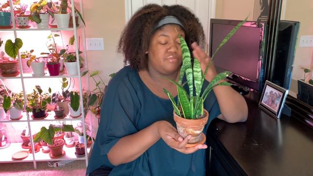Low Maintenance Houseplants for Beginner Plant Parents! | Planting The World Red смотреть онлайн