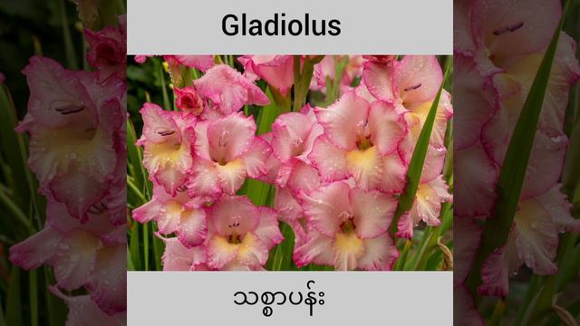 Gladiolus#vocabulary смотреть онлайн