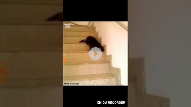 Шаринган смотреть онлайн