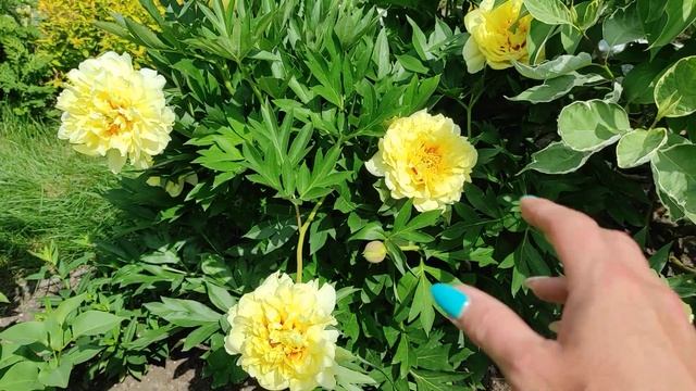 Пион ИТО-гибрид сорт Бартзелла ?Шикарное цветение? 29.06.2023 смотреть онлайн