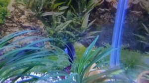 Драка петушков...Кто победил?