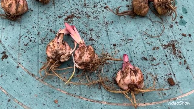 Лилии.Самые быстрые способы размножения лилий.