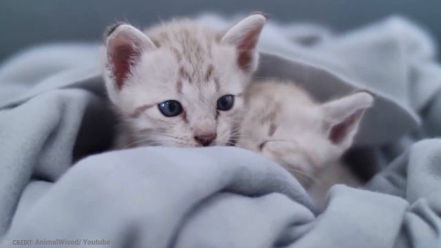The MOST Weird Cat Facts YOU Need To Know смотреть онлайн