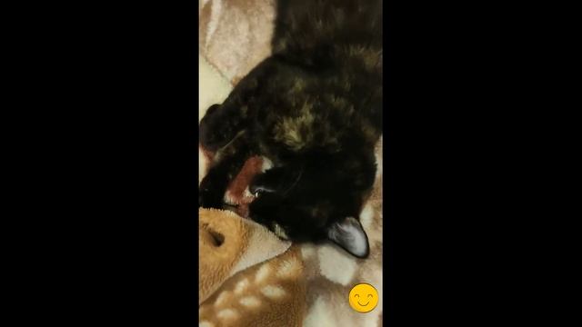 Трехцветная кошка сладко спит и сосёт плед смотреть онлайн