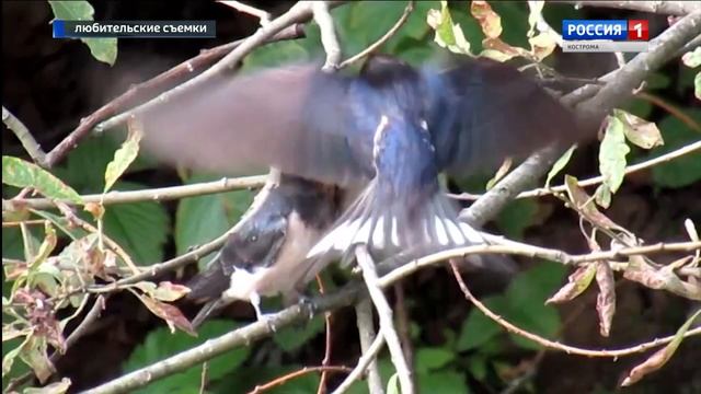 Ласточки кормят маленьких птенцов: редкие кадры из посёлка Якшанга смотреть онлайн