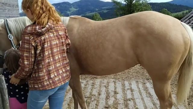 Österreich Reiten Pferd. Кони пони. Как правильно ухаживать за лошадью. Кони и дети .Терапия и лоша смотреть онлайн