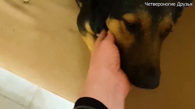 Алиль уехал домой в Израиль к своей новой хозяйке. смотреть онлайн