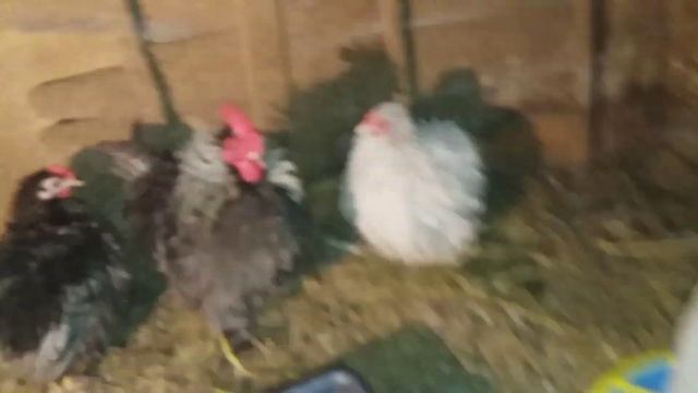 КАРЛИКОВЫЙ КОХИНХИН // ГДЕ ДРУГИЕ ЦЫПЛЯТА ?? смотреть онлайн