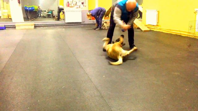 Dogs "Бельгийская овчарка" Малинуа Герочка кувыркается а злобный песик провоцирует. смотреть онлайн