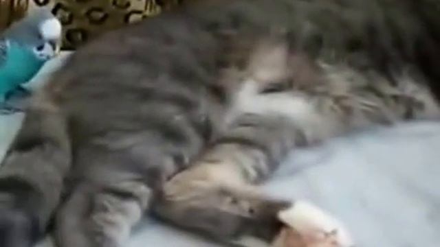 попугай не дает спать коту! смотреть онлайн