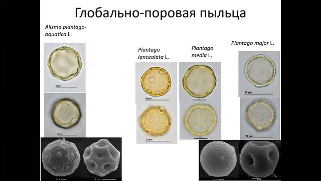 Морфология, систематика и филогения однодольных смотреть онлайн