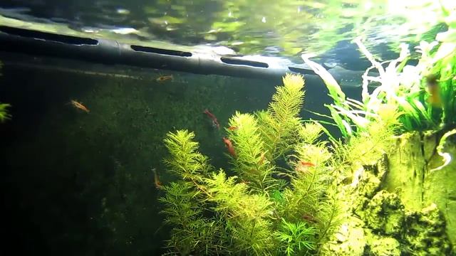 Флейта с прорезями смотреть онлайн