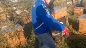 Обработка пчёл дым пушкой амитразом