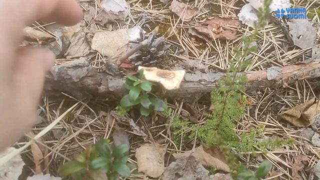 Познакомьтесь, это гриб! Трутовик зимний. смотреть онлайн