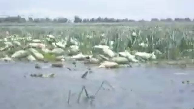 экскурсия на лотосы смотреть онлайн