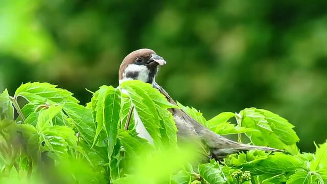 Mazurek zastanawia się nad budową gniazda. смотреть онлайн